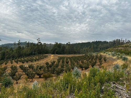 Excelente Campo De 160 Has / Cuarta Faja Gorbea