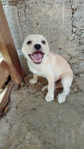 Imagen 1 de 3 de Perros Chihuahua Con Shi Tzu8094134118