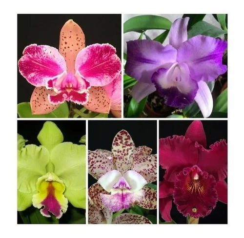 Kit 10 Mudas Orquídea Cattleyas Pre Adultas | Frete grátis