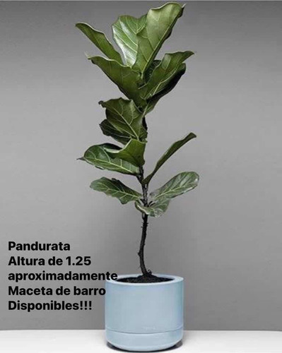 Plantas De Lujo Con Maceta Incluida