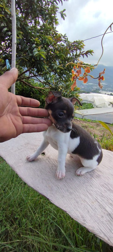 Hermosos Cachorros Pincher Tamaño Estándar M Y H