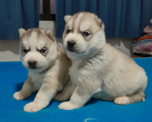 Siberianos Cachorros