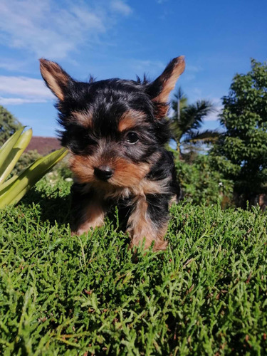 Yorkshire Terrier (perros De Raza)