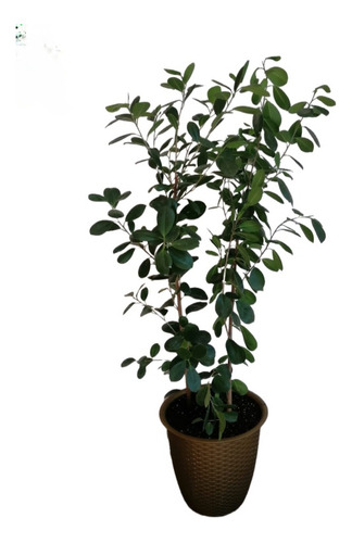 Ficus Monocrom (altura 130cm)