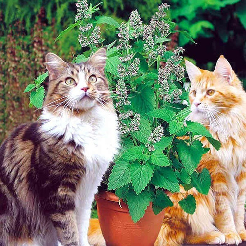 100 Semillas Catnip Menta Gatos Hierba Netepa Cataria 