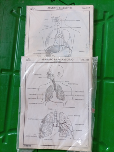 Aparato Respiratorio Y Digestivo Esquema C/ Nombres 200pz 25 (Usado)