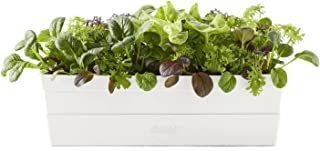 Miracle-gro Garden To Go Mesclun Greens Mix Kit De Jardín To