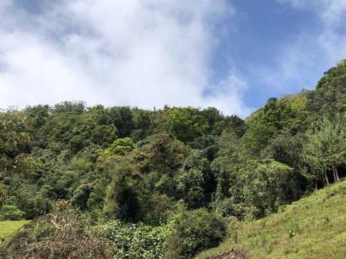 Imagen 4 de 11 de Finca Abejorral, Antioquia - Se Vende