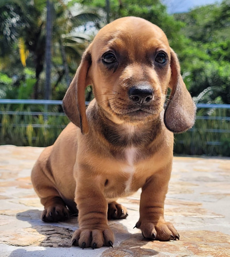 Teckel Cachorro Color Caramelo De 60 Dias