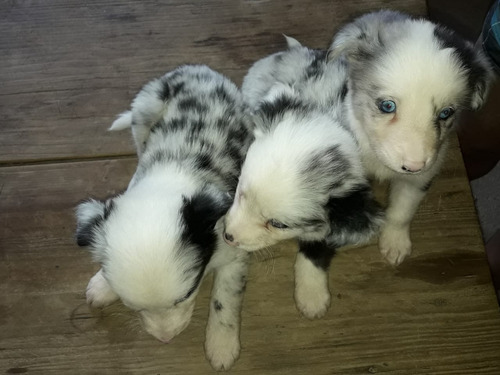 Border Collie Varios Colores. Entrega Sin Cargo.