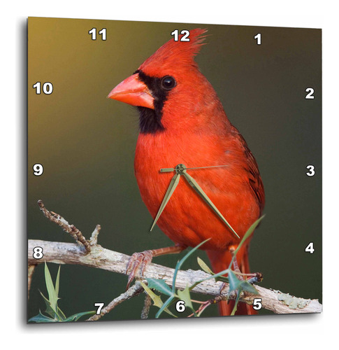 3drose Dpp__1 Northern Cardinal Bird, Hill Country, Texas -.