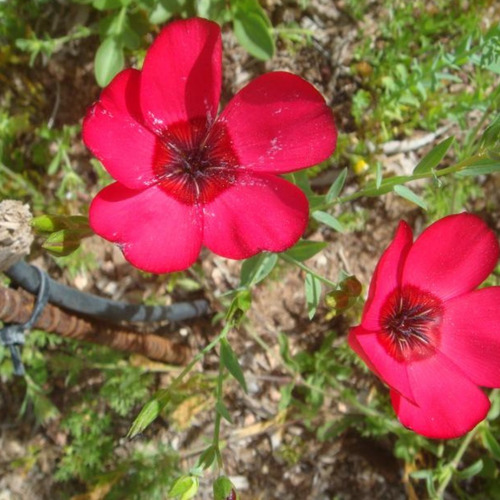 50 Semillas Lino Rojo - Planta Anual - Huerta Premium