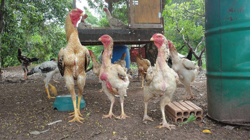 Ovos Galados De Galinha Gigante