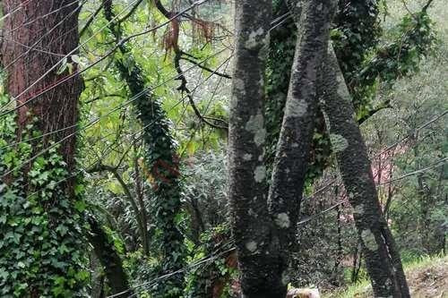Imagen 15 de 25 de Terreno De 4,418 Metros En Venta En El Desierto De Los Leones