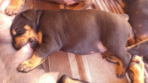 Doberman Europeu Filhotes (entrega Com 45 Dias)