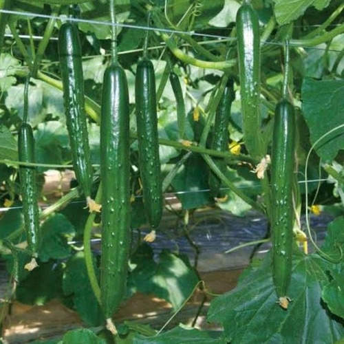 Sementes De Pepino Híbrido Japones Verde Escura Natsuno 20gr