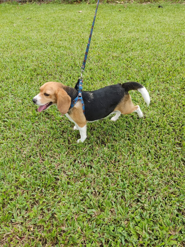 Beagle