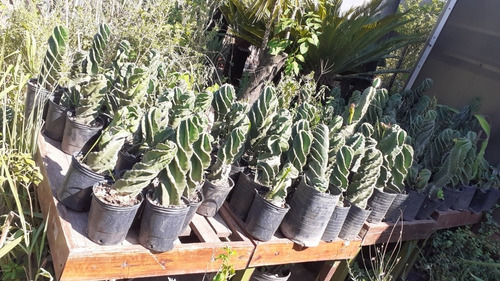 Imagen 3 de 5 de Cactus Espiralado Chico