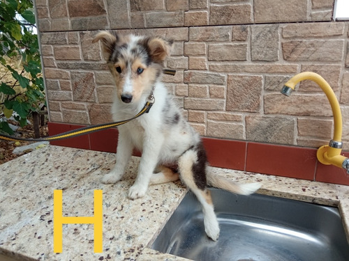 Imagen 7 de 10 de Cachorros Rouh Collie Color Blue Merle - En Cuotas!