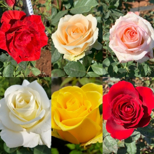 Kit De 05 Mudas De Rosas Sem Espinhos Variadas T5
