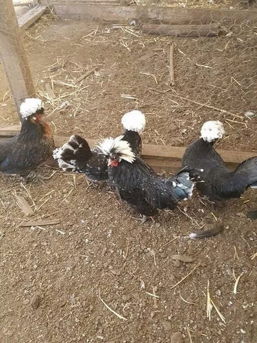 Huevos Fertiles De Gallinas Polacas