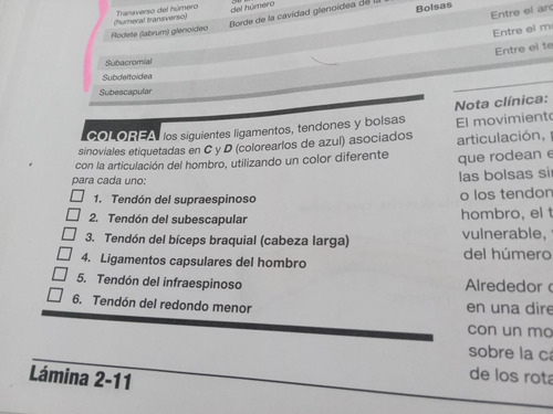 Netter Cuaderno De Anatomía Para Colorear 3ra Edición: No, D