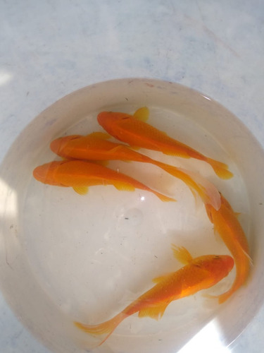 Imagen 2 de 4 de Carpas Koi Para Estanques, Diferentes Tamaños 5 Cm