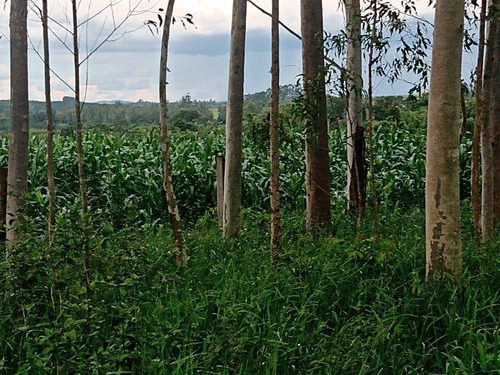 Imagem 19 de 30 de 14 Alqueires Região Angatuba Sp Com Casa Simples Bão Água Luz, Ótima Localização, 10 Km Angatuba Por Estrada Cascalhada Oportunidade... - St00037 - 68969916