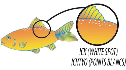 Imagen 5 de 10 de Tetra Ick Guard 8 Tabletas Tratamiento Punto Blanco Peces
