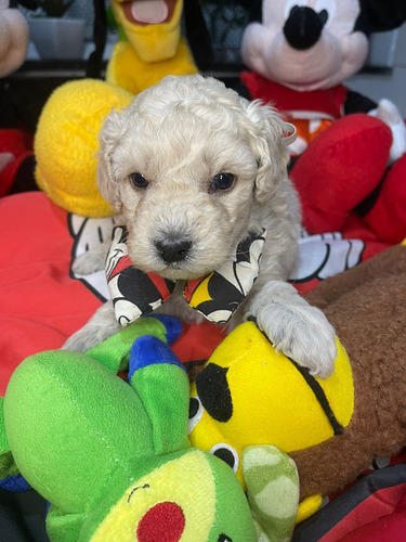 Lindissimo Poodle Toy Branco Branco