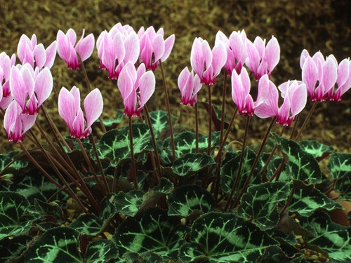 Cajon Violeta De Los Alpes, Cyclamen M13 (10 Unidades)
