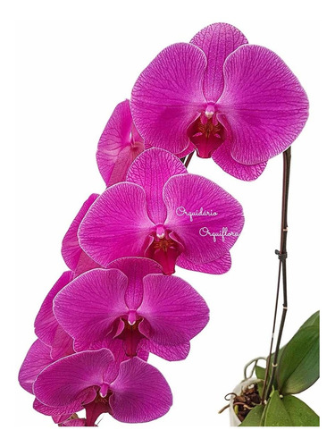Orquídea Phalaenopsis Cascata Flor Rosa Planta Adulta #3 | Frete grátis
