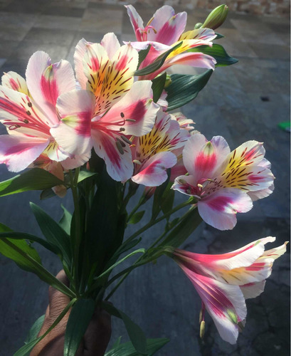 Rizoma De Alstroemeria, Varios Colores. Dos Rizomas Por $170