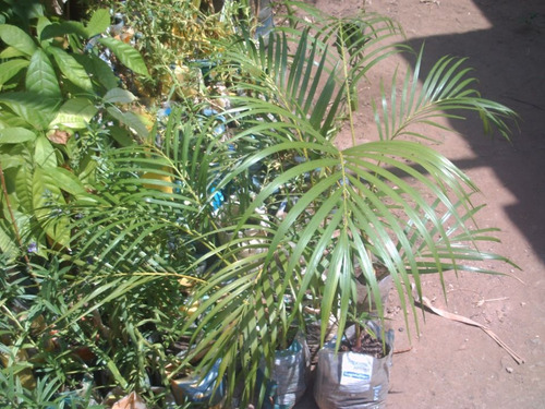 Palma Areca
