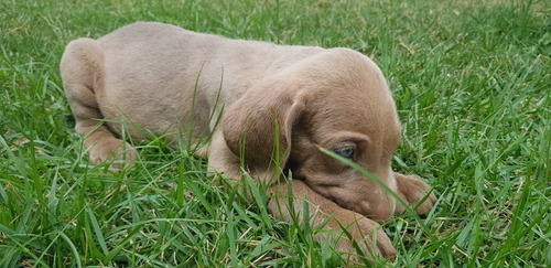 Vendo Weimaraner. 2 Meses De Nascido. Muito Lindo E Saudavel