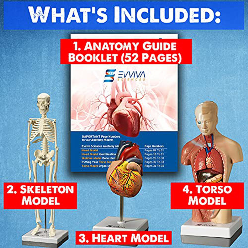 Modelo De Corazón, Torso Y Esqueleto Humanos - Manos - Model