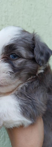 Hermoso Cachorro Maltipoo De Ojos Azules Disponible Perro