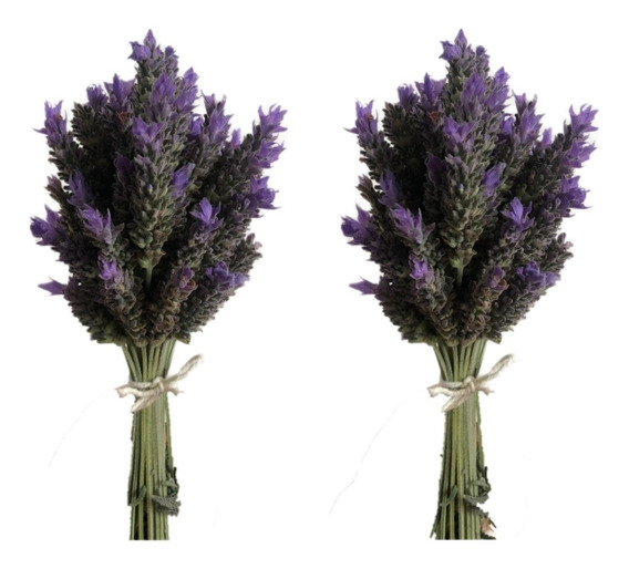 Moda global Servicio al cliente 24/7 Flor Lavanda natural preservado Secas  Atados Bunch X 50cm-Púrpura 150g Ahorro de precios kvadratsushi.sk