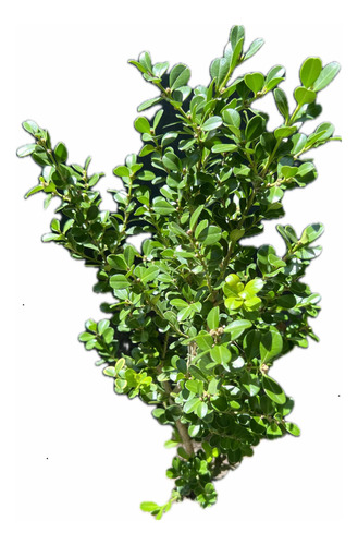 X3 Buxus Cerco Vivo Perimetral - Arbustos - Plantas
