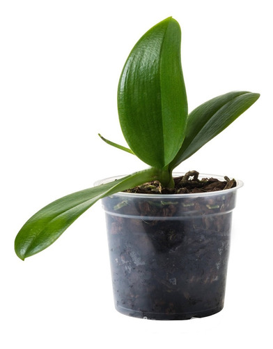 Orquídea Phalaenopsis Multiflora Natural Sin Flor