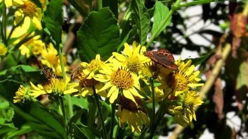 Girasolillo Verbesina Subcordata Planta Nativa Mariposas