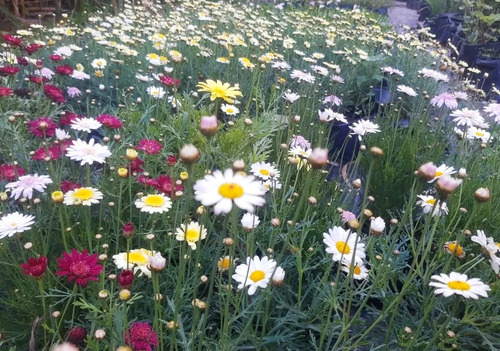 Margaritas, Florales De Jardin