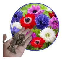 Comprar Bulbos Anemonas Santa Brigida Doble X 10 Bulbos-semillas
