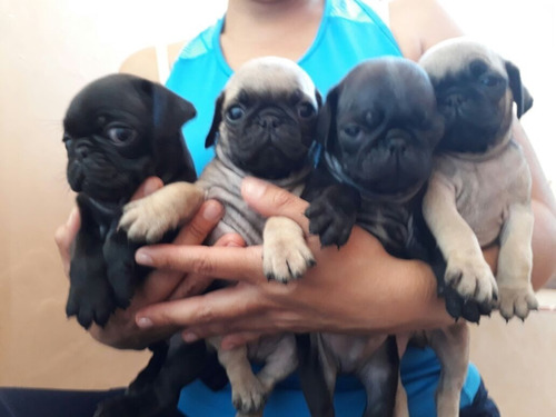 Pug (Usado)