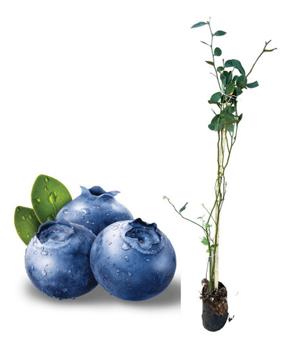 Muda De Mirtilo Blueberry - Produzindo