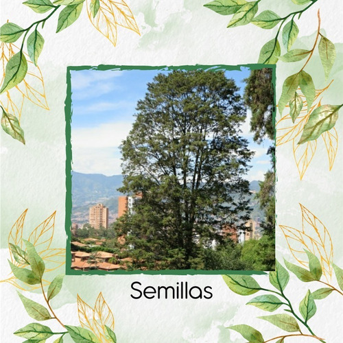 200 Semillas De Árbol Ciprés