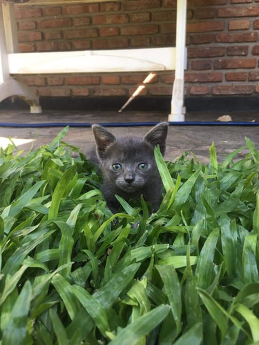 Gatitos Azul Ruso Machito+ Kit Sanitario De Regalo.
