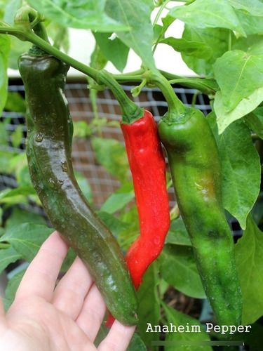Imagen 5 de 8 de 50 Semillas Chile Anaheim Pepper Importadas Nuevas Germinan