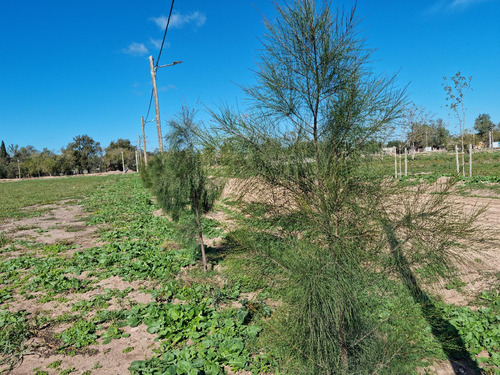 Venta Terreno Longchamps - Lote Barrio La Arbolada