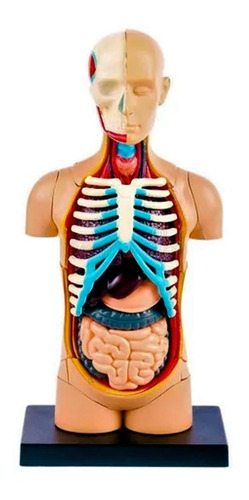 Modelo Anatómico Del Cuerpo Humano